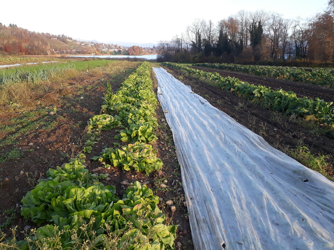 Sylvester, Dienstag, 31. Dezember, geöffnet