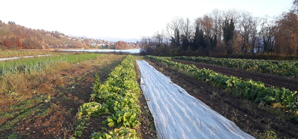 Sylvester, Dienstag, 31. Dezember, geöffnet