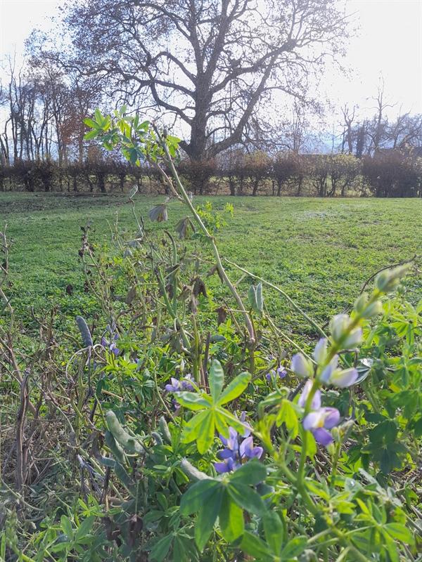 Karsamstag Hofladen geöffnet